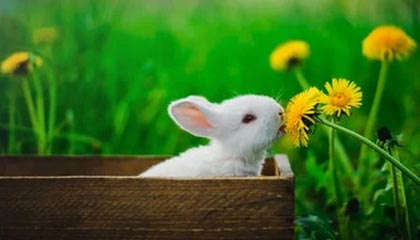 开云电竞入口-室外场馆智能化：引领未来足球场的技术革命，室外场馆英文